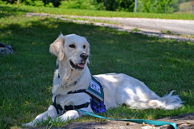 Diabetic Service Dog